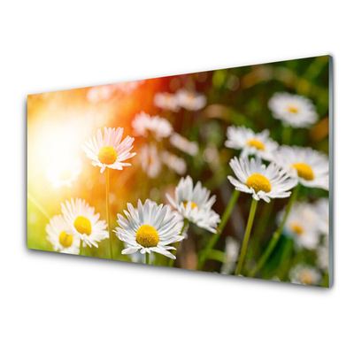 Glasbild aus Plexiglas® Gänseblümchen Pflanzen