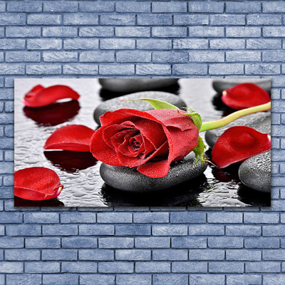 Glasbild aus Plexiglas® Rose Steine Pflanzen