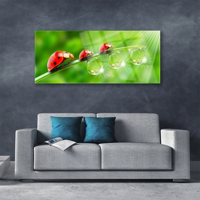 Glasbild aus Plexiglas® Gras Marienkäfer Tautropfen Pflanzen