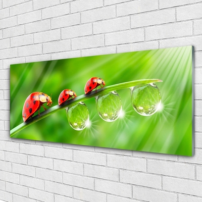 Glasbild aus Plexiglas® Gras Marienkäfer Tautropfen Pflanzen