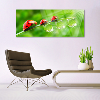 Glasbild aus Plexiglas® Gras Marienkäfer Tautropfen Pflanzen