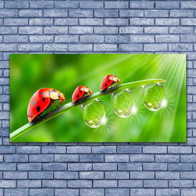 Glasbild aus Plexiglas® Gras Marienkäfer Tautropfen Pflanzen