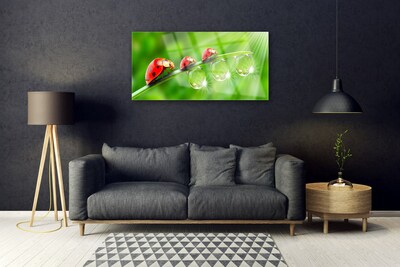 Glasbild aus Plexiglas® Gras Marienkäfer Tautropfen Pflanzen