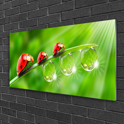 Glasbild aus Plexiglas® Gras Marienkäfer Tautropfen Pflanzen