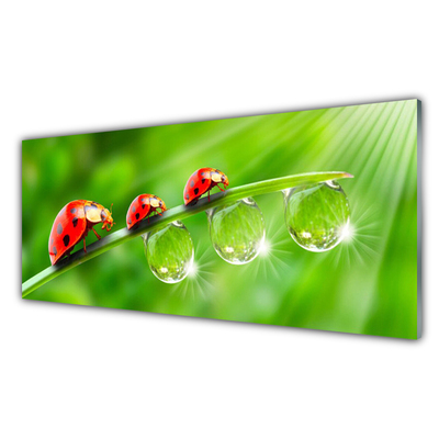 Glasbild aus Plexiglas® Gras Marienkäfer Tautropfen Pflanzen
