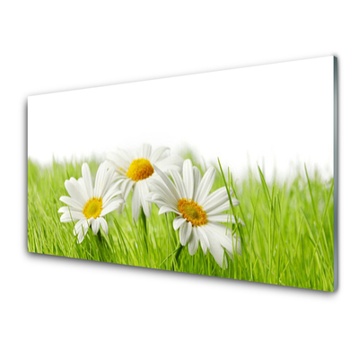 Glasbild aus Plexiglas® Gras Gänseblümchen Pflanzen