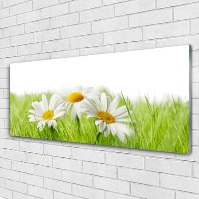 Glasbild aus Plexiglas® Gras Gänseblümchen Pflanzen