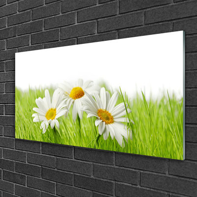 Glasbild aus Plexiglas® Gras Gänseblümchen Pflanzen