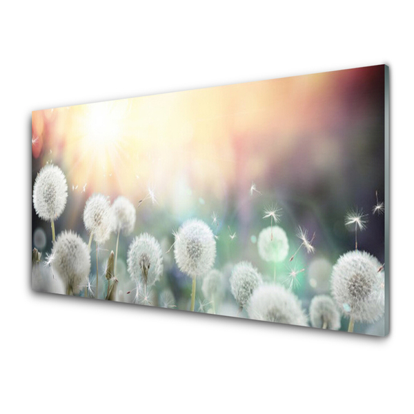 Glasbild aus Plexiglas® Pusteblume Pflanzen