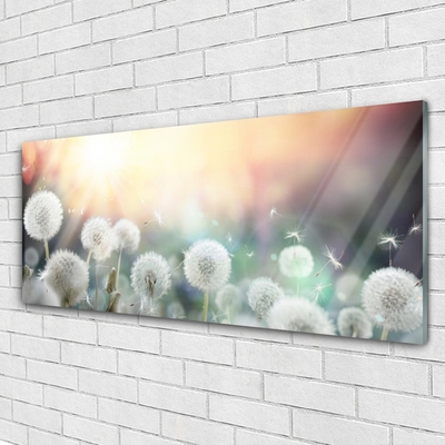 Glasbild aus Plexiglas® Pusteblume Pflanzen