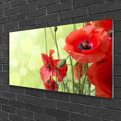 Glasbild aus Plexiglas® Mohnblumen Pflanzen