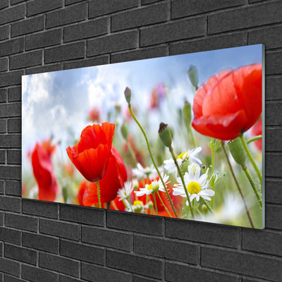 Glasbild aus Plexiglas® Mohnblumen Gänseblümchen Pflanzen