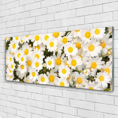 Glasbild aus Plexiglas® Gänseblümchen Pflanzen