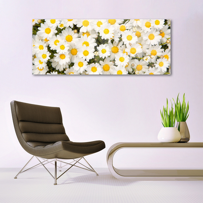 Glasbild aus Plexiglas® Gänseblümchen Pflanzen