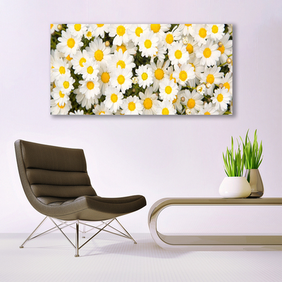 Glasbild aus Plexiglas® Gänseblümchen Pflanzen