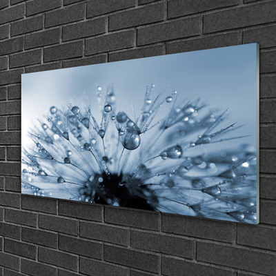 Glasbild aus Plexiglas® Pusteblume Pflanzen