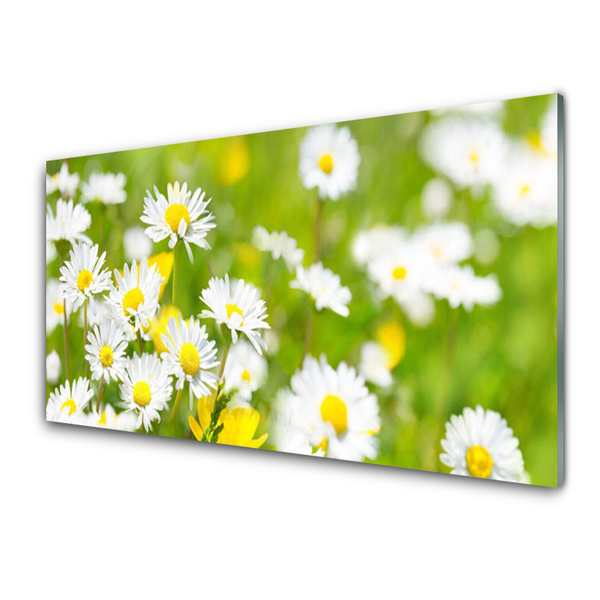 Glasbild aus Plexiglas® Gänseblümchen Pflanzen