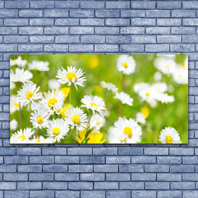 Glasbild aus Plexiglas® Gänseblümchen Pflanzen