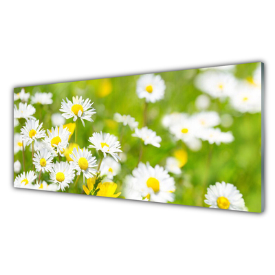 Glasbild aus Plexiglas® Gänseblümchen Pflanzen