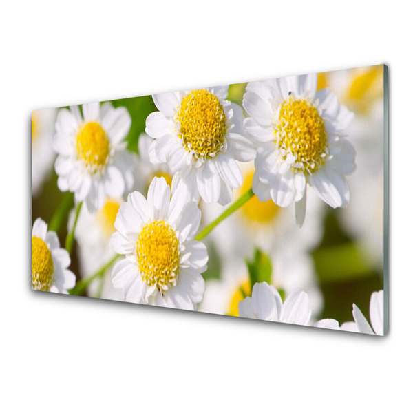 Glasbild aus Plexiglas® Gänseblümchen Pflanzen