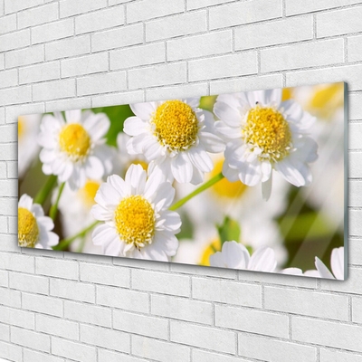 Glasbild aus Plexiglas® Gänseblümchen Pflanzen