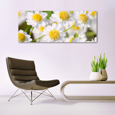 Glasbild aus Plexiglas® Gänseblümchen Pflanzen