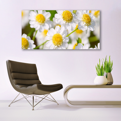 Glasbild aus Plexiglas® Gänseblümchen Pflanzen