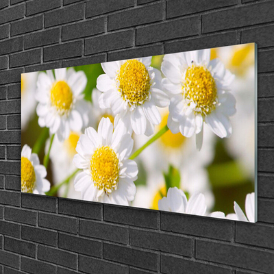 Glasbild aus Plexiglas® Gänseblümchen Pflanzen