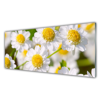 Glasbild aus Plexiglas® Gänseblümchen Pflanzen