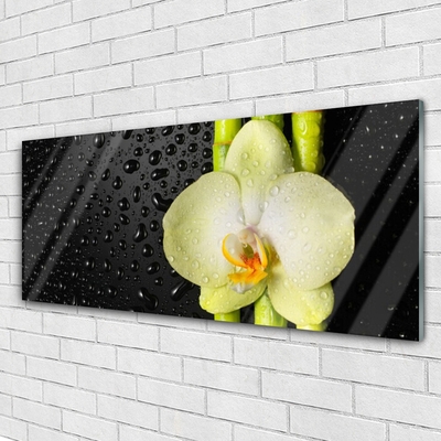 Glasbild aus Plexiglas® Bambusrohre Blume Pflanzen