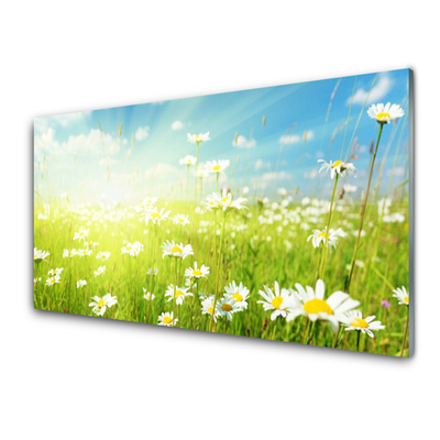 Küchenrückwand Spritzschutz Wiese Gänseblümchen Natur