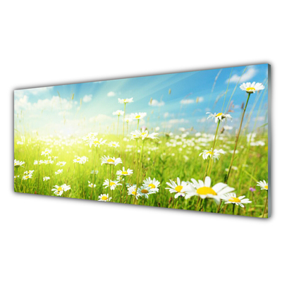 Küchenrückwand Spritzschutz Wiese Gänseblümchen Natur