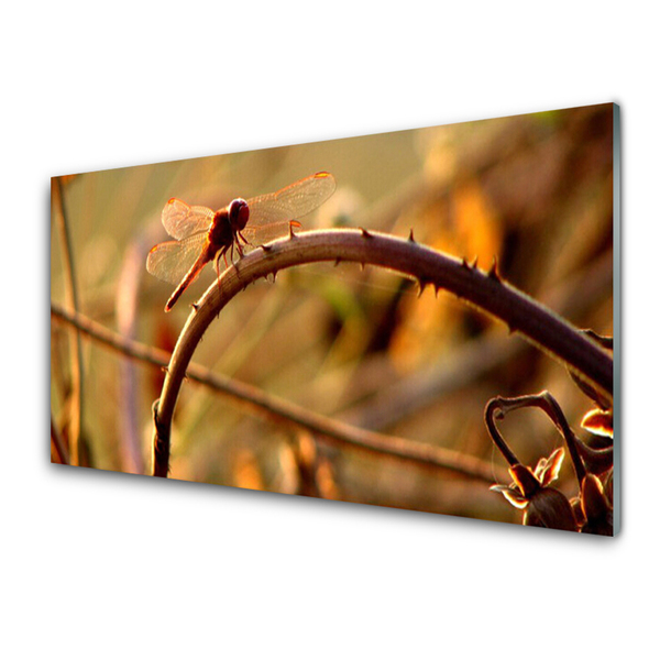 Küchenrückwand Spritzschutz Libelle Natur