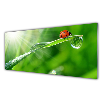 Küchenrückwand Spritzschutz Gras Sonne Marienkäfer Natur