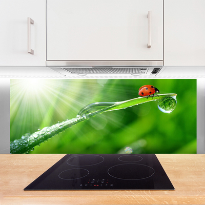 Küchenrückwand Spritzschutz Gras Sonne Marienkäfer Natur