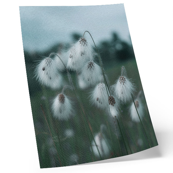 Poster Luftige Grashalme, Zartheit, Blau, Frieden