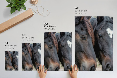 Poster Zwei Pferde in engem Kontakt, voller Eleganz