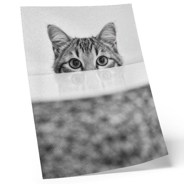 Poster Katze hinter der Oberfläche Schwarz-Weiß-Minimalismus