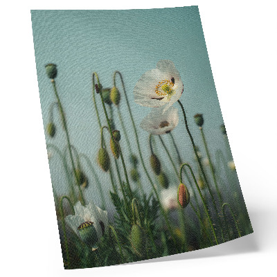 Kunstdruck leinwand Blühende Mohnblumen unter blauem Himmel