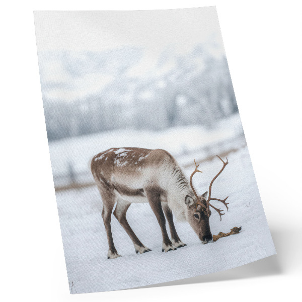 Wandposter Rentiere im Schnee, Natur, Ruhe, Eleganz