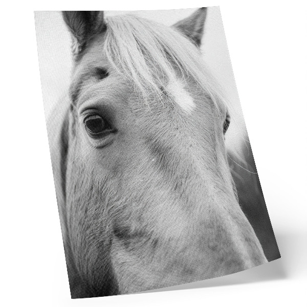 Wandposter Pferdeaugen Schwarz-Weiß Eleganz