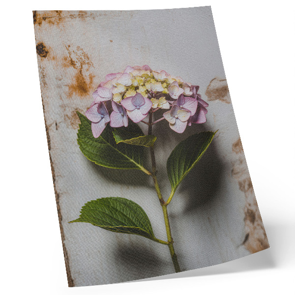 Poster Rosa Hortensienblätter, rustikaler Hintergrund