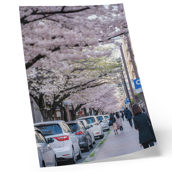 Kunstdruck leinwand Eine Straße mit Kirschblüten und geparkten Autos