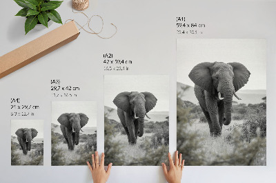 Poster Ein großer Elefant vor natürlichem Hintergrund