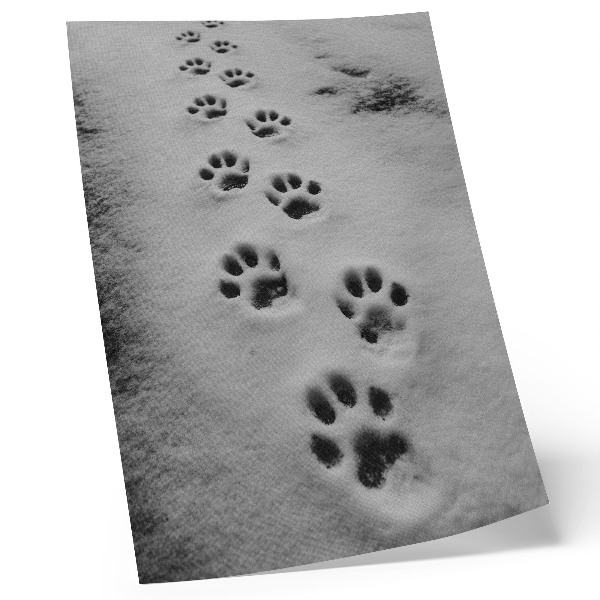 Wandposter Pfotenabdrücke im weißen Schnee – ein Hauch von Geheimnis