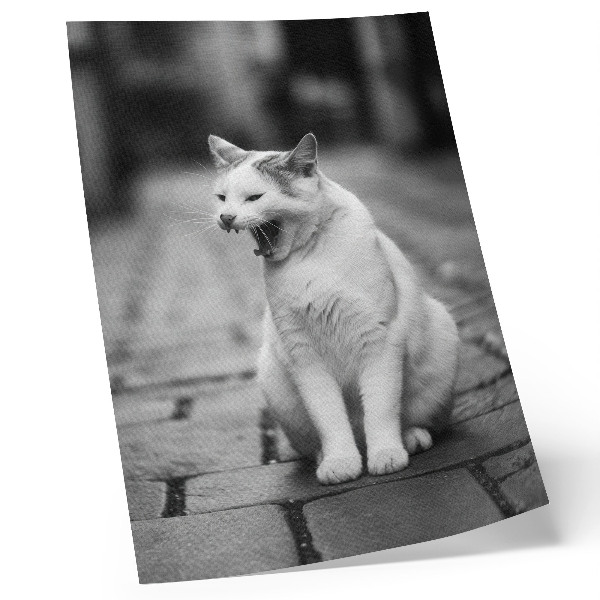 Poster Eine entzückende Katze auf einem Kopfsteinpflasterweg in Schwarz-Weiß.