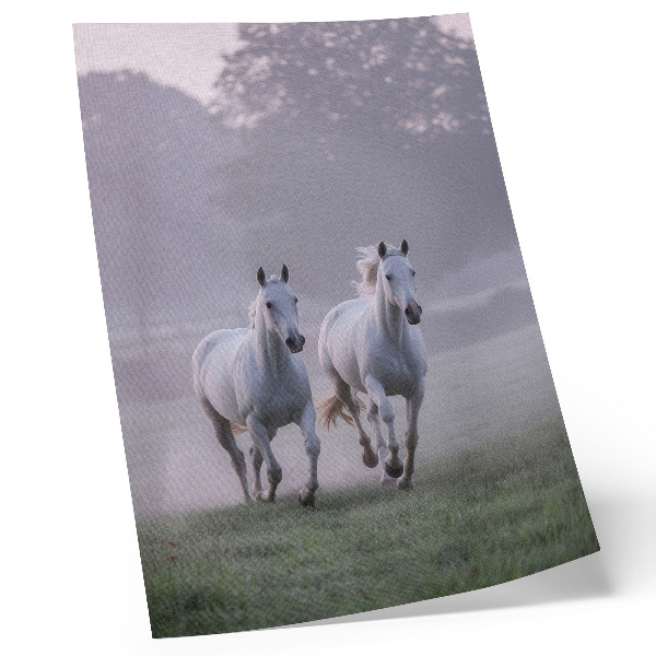 Poster Weiße Pferde, Morgennebel, Weltraum, Natur