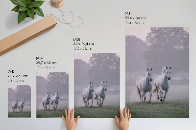 Poster Weiße Pferde, Morgennebel, Weltraum, Natur