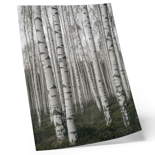 Poster Birkenwald in Schwarz-Weiß-Tönen