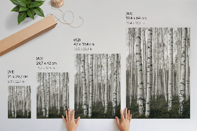 Poster Birkenwald in Schwarz-Weiß-Tönen